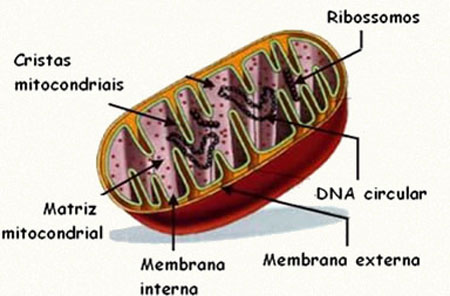 as mitocôndrias são responsáveis pela produção de energia para todas as atividades celulares