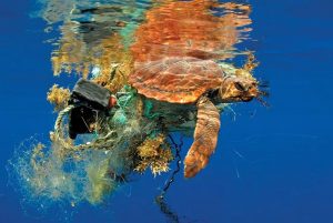 os animais marinhos estão morrendo devido a poluição plastica